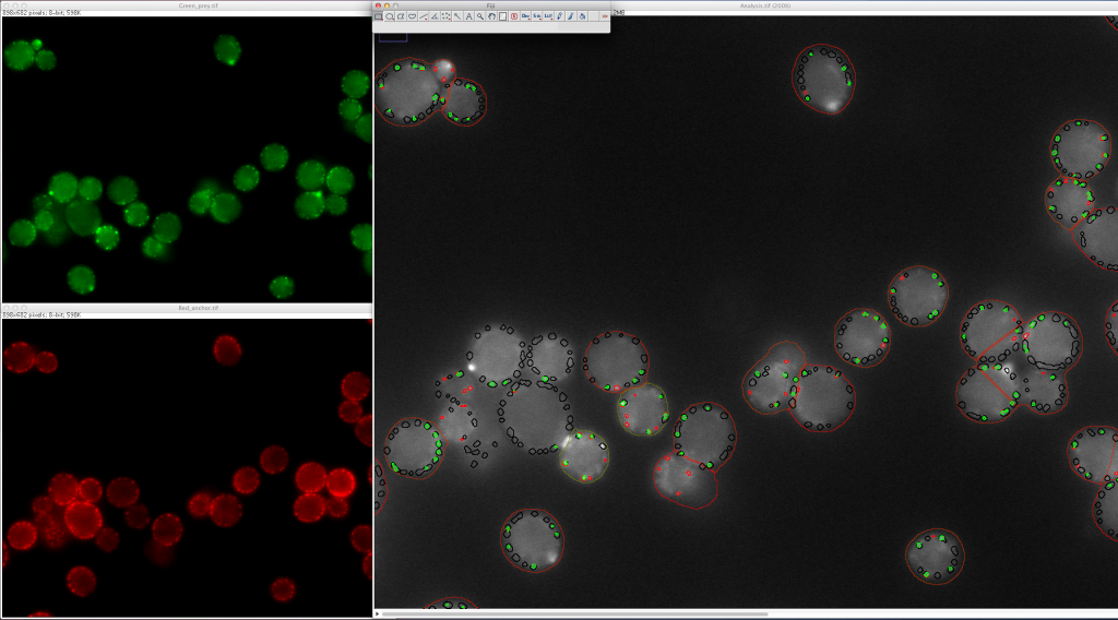 Figure 2. Automated image analysis for a PICT experiment. The macro allows quantifying the co-localization of Exo84-GFP (prey) and Pil1-RFP-FKBP (anchor) induced by rapamycin in a strain expressing Sec3-FRB (bait).